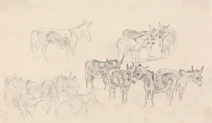 Studies van Ezelinnen