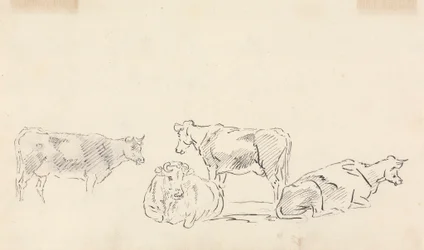 Studie van vee