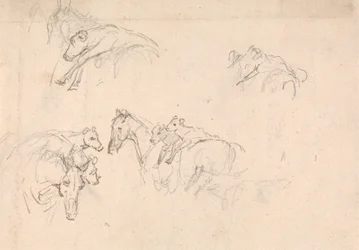 Studie van paarden die kalveren op hun rug dragen