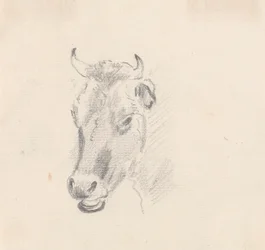 Studie van een koeienkop