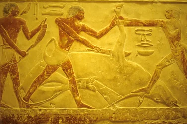 Oude Egypte, muurgravure, Mastaba/Tombe van Idout, Saqqara, 2323-2150 v.Chr., stier geslacht voor offer