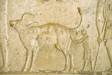 Oud Egypte, Muur gravure/schildering, Petosiris Graf, Tuna Gabel, Tuna el Gebel, 300 v.Chr., Helpen bij de geboorte van een koe