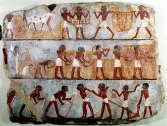 Egyptische oudheid: muurschildering uit het Thebaanse graf van Ounsou: het werk van de velden: ploegen, planten, oogsten, schoven dragen, ontwortelen en graan strippen. Regering van Thutmosis III