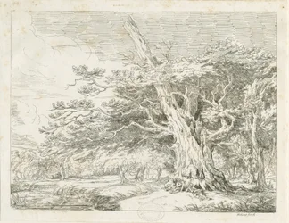 Needwood - Eik