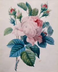 Een Roos