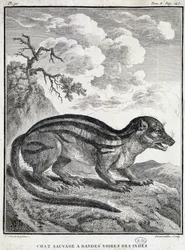 Indiase zwartgestreepte wilde kat