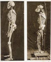 Skeletten van een Mens en een Chimpansee
