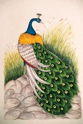 Miniatuurschilderij op zijde Pauw