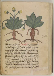 De mannelijke en vrouwelijke alruinen, uit de 