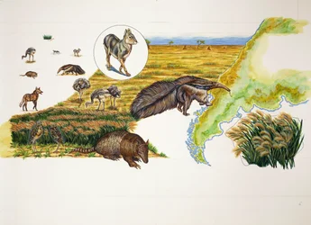 Argentinië, de Pampas