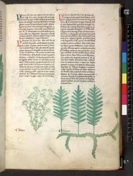 Tractatus de herbis (Kruidenboek) c.1280-1310