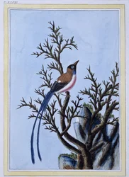 Vogel - Japanse prent