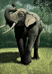 Het Jungle Boek, 2006 (scratchboard, digitaal ingekleurd)