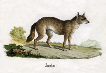 Antieke prent van een jakhals
