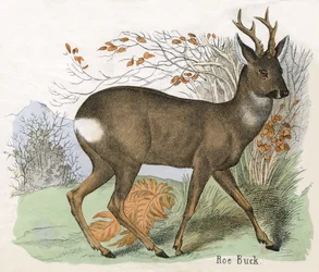 Antieke prent van een ree bok