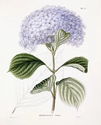 Hortensia Ottaksa