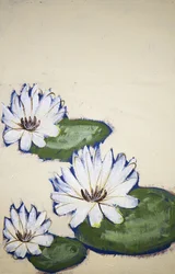 Witte waterlelies