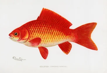 Goudvis (Carassius Auratus)