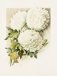 Chrysanten voor kerstavond