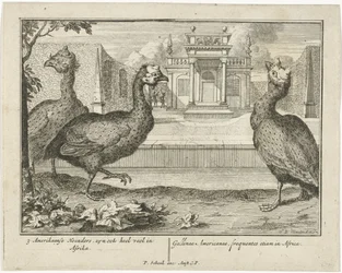 Parelhoenders