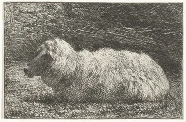 Liggend schaap