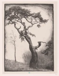 Dennenboom