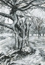 Oude boom, Richmond Park (acrylverf, pen en inkt op papier)