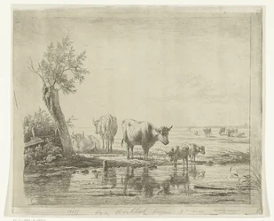 Weidelandschap met koeien bij water