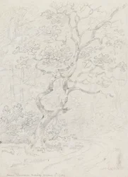 Bomen, nabij Lausanne