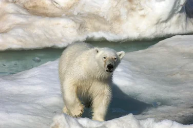 IJsbeer (Ursus maritimus) loopt over een ijsschots, Svalbard-eilanden, Noorwegen, 2022 (foto)