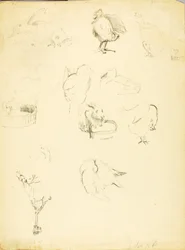 Dierstudies