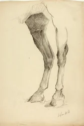 Paardenbeen