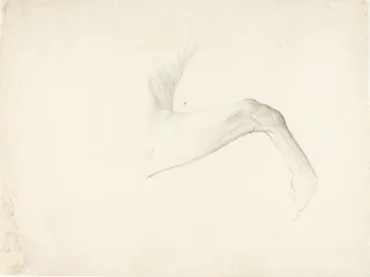 Paardenbeen
