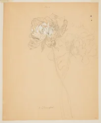 Studie van Pioenen