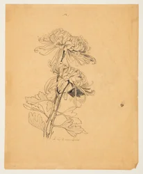 Studie van Twee Chrysanten