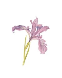 Portret van een iris