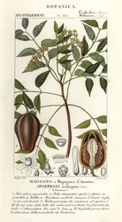 Amerikaanse mahonie, Swietenia mahagoni