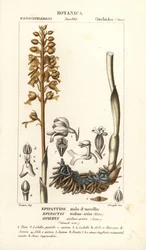 Vogelnestorchidee, Neottia nidus-avis