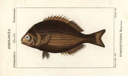 Brassy chub, Kyphosus vaigiensis