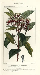Kruidnagel, Syzygium aromaticum