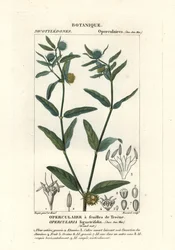 Grove stinkkruid, Opercularia aspera