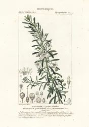 Kruipende boobialla, Myoporum parvifolium