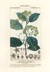 Dichapetalum pedunculatum