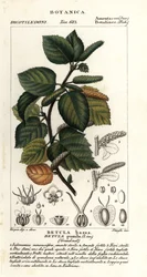 Dwergberk, Betula pumila