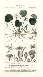 Kikkerbeet, Hydrocharis morsus-ranae