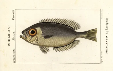 Glasoog grote ogen, Heteropriacanthus cruentatus
