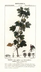 Kruisbes, Ribes uva-crispa