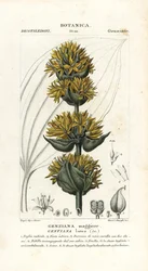 Grote gele gentiaan, Gentiana lutea