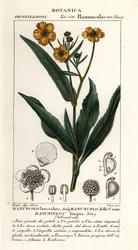 Grote waterranonkel, Ranunculus lingua