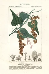 Himberboom, Rajania cordata